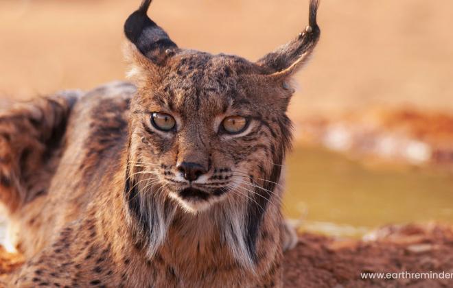 2026년 지구의 날에 기적적으로 부활한 동물 5종 