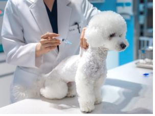 서울시, "안전한 산책 위해 광견병 예방접종 꼭 하세요"