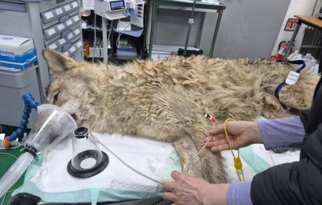 동물단체들 “늑구 탈출&포획…야생동물 전시 중단 촉구”