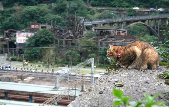 "기분 나빠서" 대만 허우통 고양이 마을서 페퍼 스프레이 분사한 28세 남성 검거