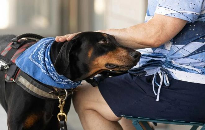 동물단체, 법무장관의 민법 개정 의사 환영…“동물은 물건 아니다”