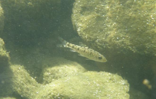 5월 멸종위기 야생생물 '어름치'