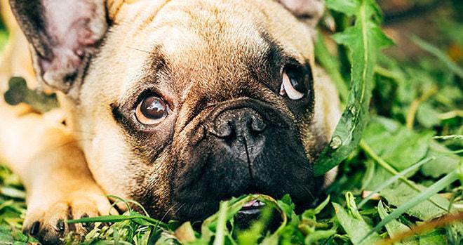 개 풀 뜯어먹는 소리?