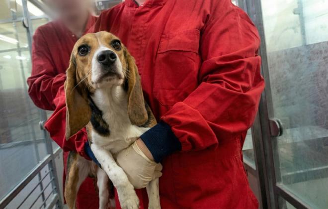 영국 실험실에서 드러난 동물실험 잔혹 행위