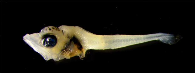 어린 참다랑어, 동해 강원 북부 해역에도 출현...수온 상승 영향