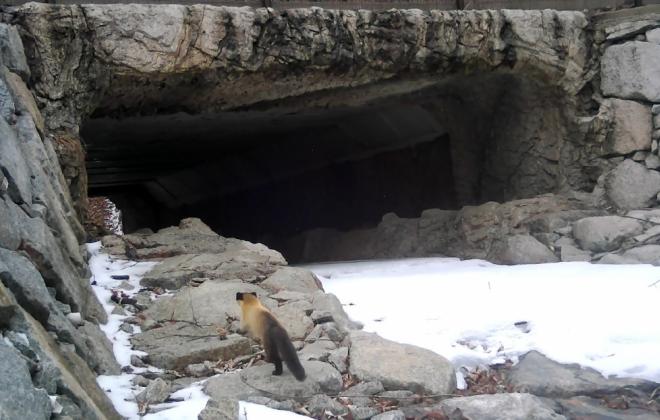 '생태통로', 야생 동물 '로드킬' 감소에 뚜렷한 효과