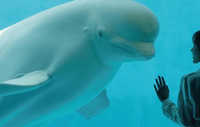 거제씨월드서 17살 돌고래 '마크' 폐사…11년 사이 16마리 숨져