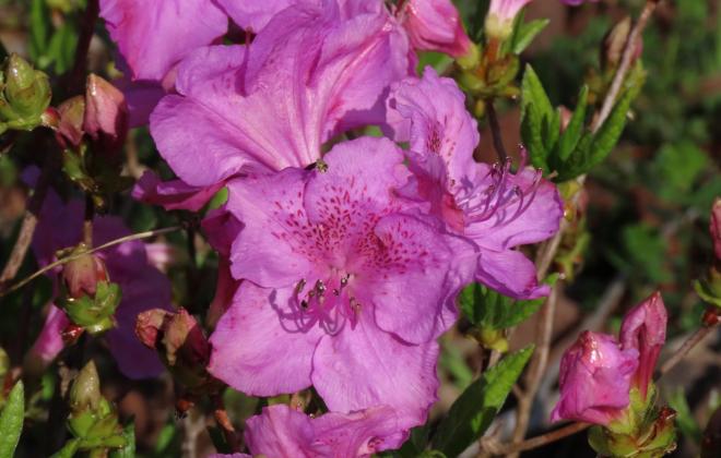 산철쭉 개화시작...작년보다 열흘 빨라