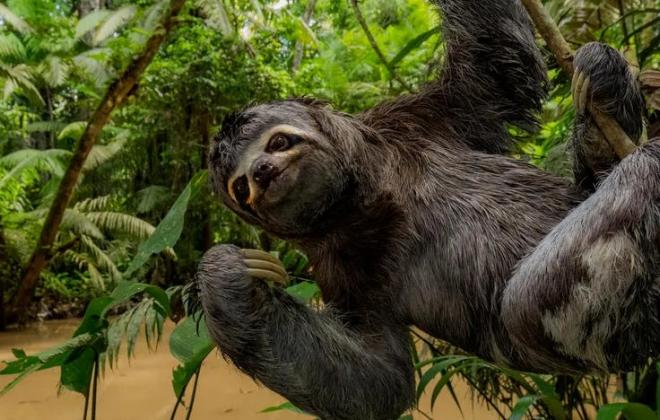 플로리다 관광 명소 '슬로스 월드', 나무늘보 31마리 폐사 후 폐쇄
