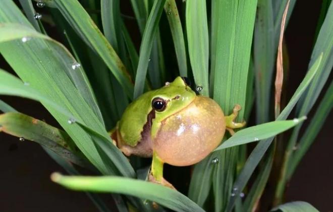  ‘수원청개구리’ , 4월 ‘이달의 멸종위기 야생생물’