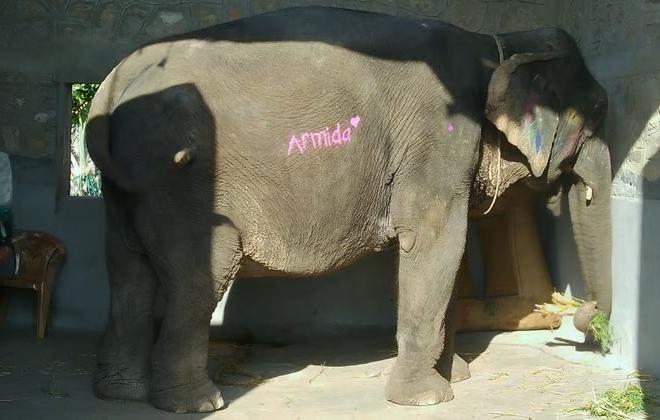 인도, 사진 촬영 중 분홍색 칠해진  사육 코끼리 사진 논란