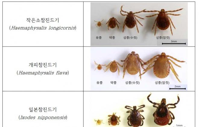 봄철 참진드기 '위험'…반려동물·가축 감염 주의