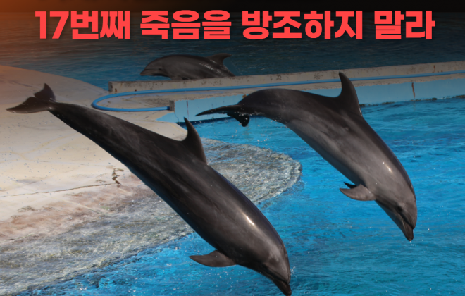 동물자유연대, "거제 씨월드에 예견된 17번째 고래의 죽음을 방조하지 말라"