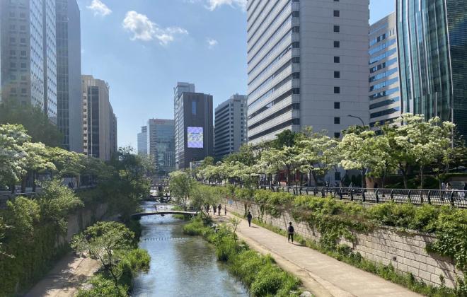 산림청이 추천하는 '순백의 눈꽃' 이팝나무 가로수길