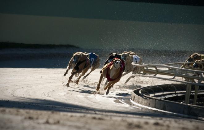 '잔인한 스포츠' 그레이하운드 경주 전면 금지 요구 거세져 -The Gardian