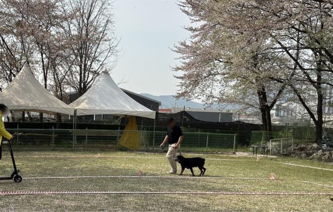 경기도, “맹견 키우려면 올해 말까지 꼭 허가 받으세요”