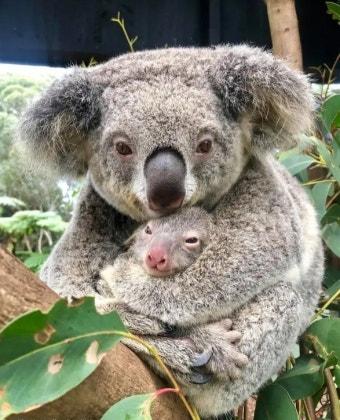 호주서 코알라 차량에 묶어 끌고 간 혐의로 67세 남성 체포