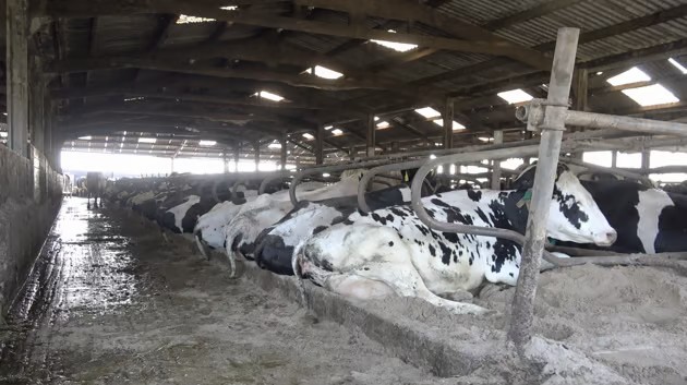 '배터리 카우(Battery Cow)'  확산, 영국 전역에서 논란 