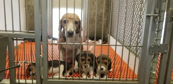 온타리오주, 캐나나 최초로 개와 고양이 대상 실험 금지 법안 통과