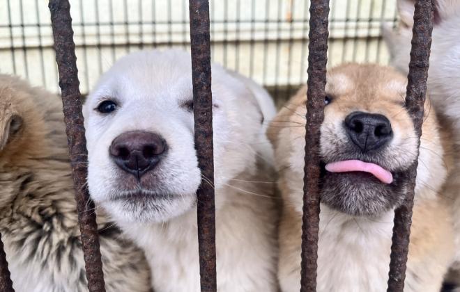 농식품부, '개 식용 완전 종식'  이행 관리 강화