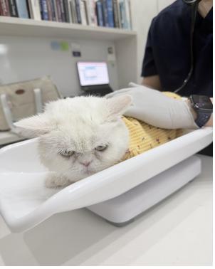 우리집 댕냥이, 나이별로 잘걸리는 질병은?