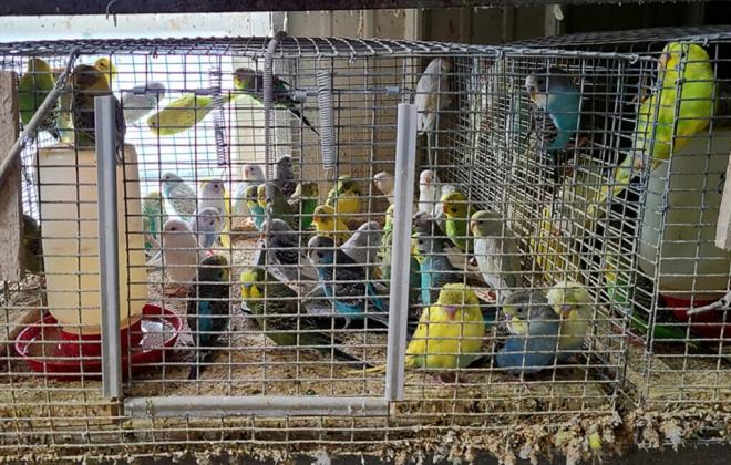 미국 앵무새 농장의 참혹한 사육 실태 고발-PETA
