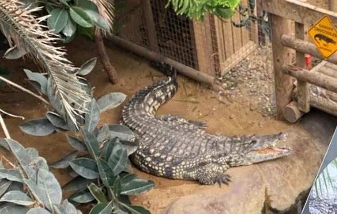 英 동물원서 3세 아이 악어 공격에 중상…30세 남자 살인미수 혐의 체포