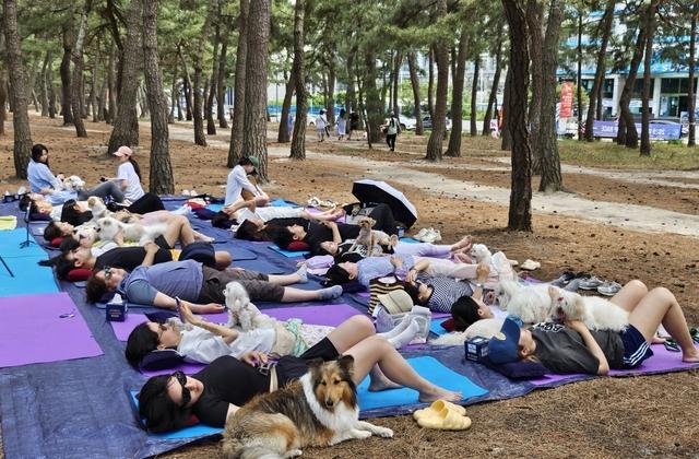 강릉 해변  숲에서 반려동물과 힐링…강릉 펫 가족 페스티벌 13일 개막