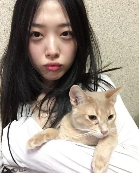 노트펫