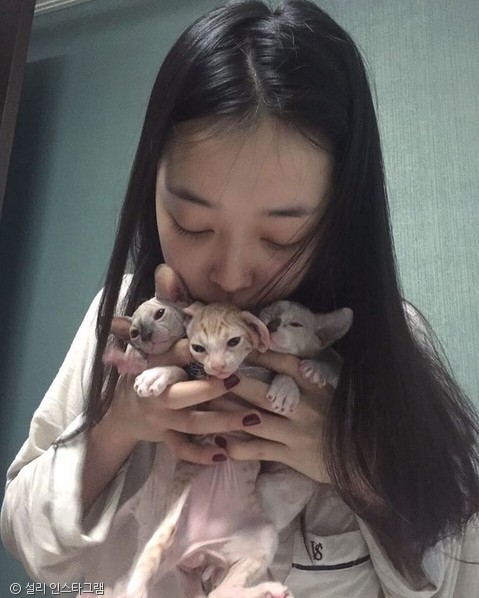 노트펫
