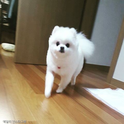 노트펫
