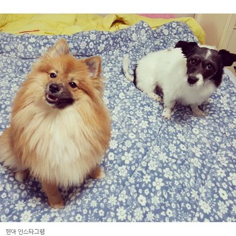 노트펫