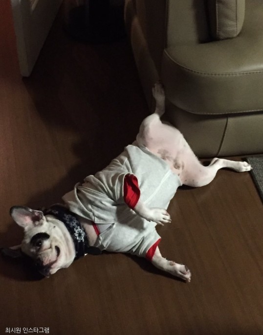 노트펫
