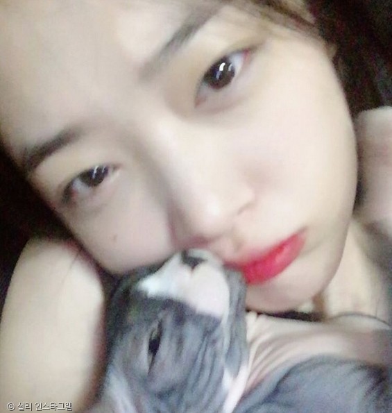 노트펫