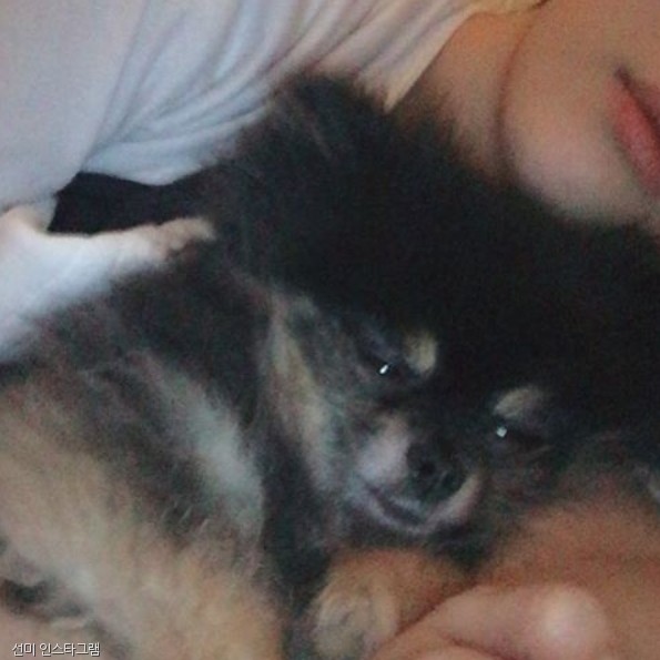 노트펫