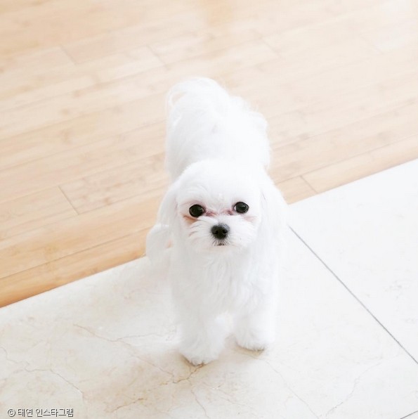 노트펫