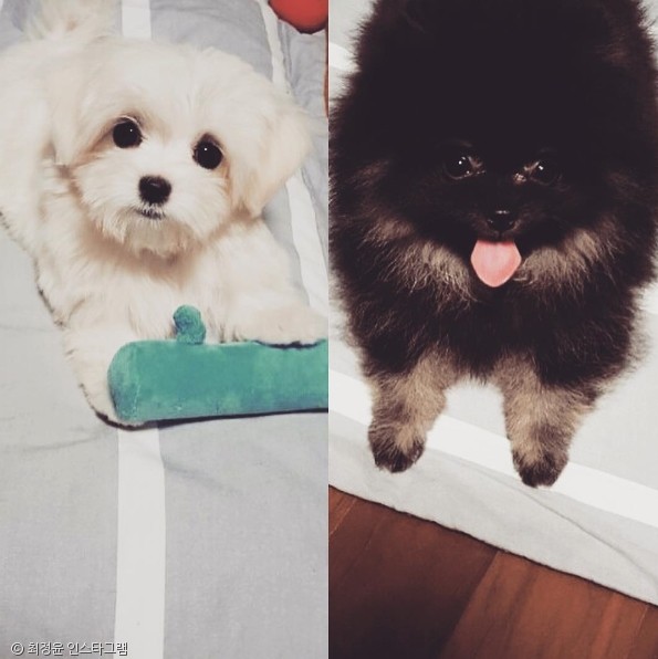 노트펫