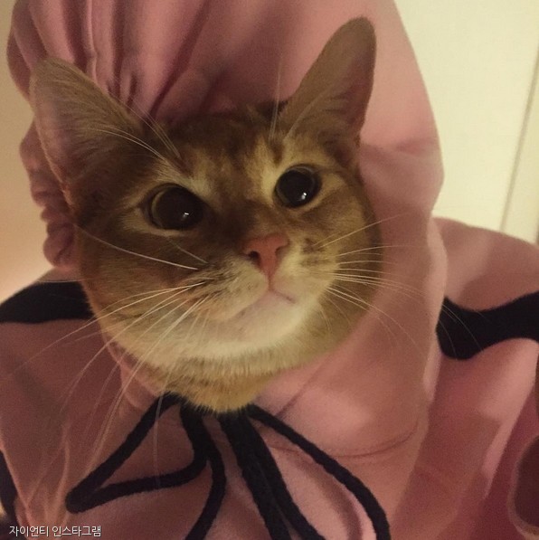 노트펫