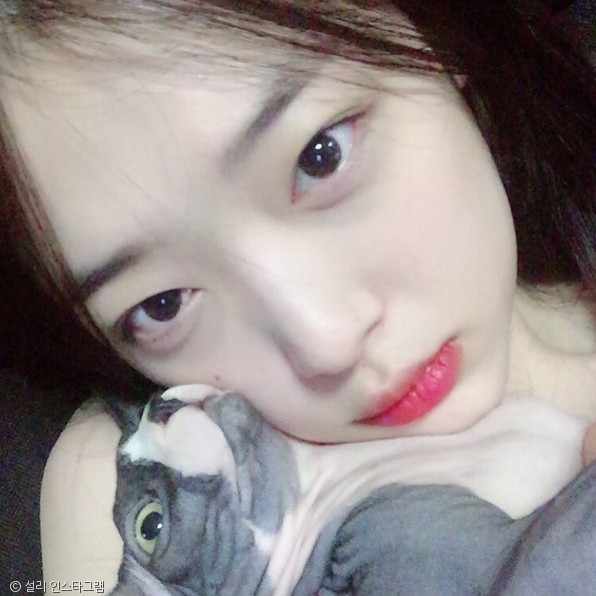 노트펫