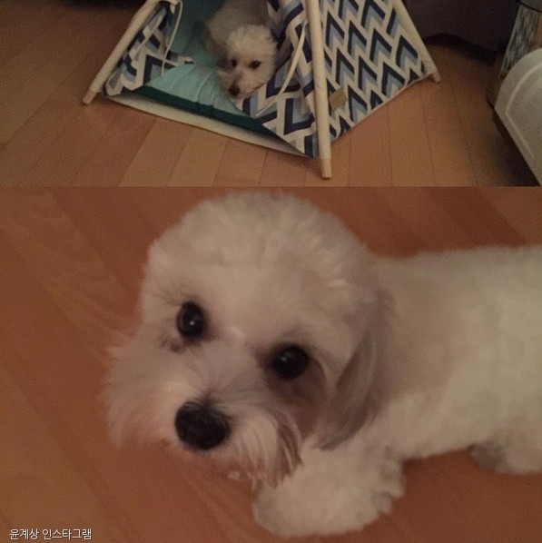 노트펫