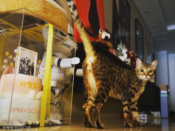 노트펫