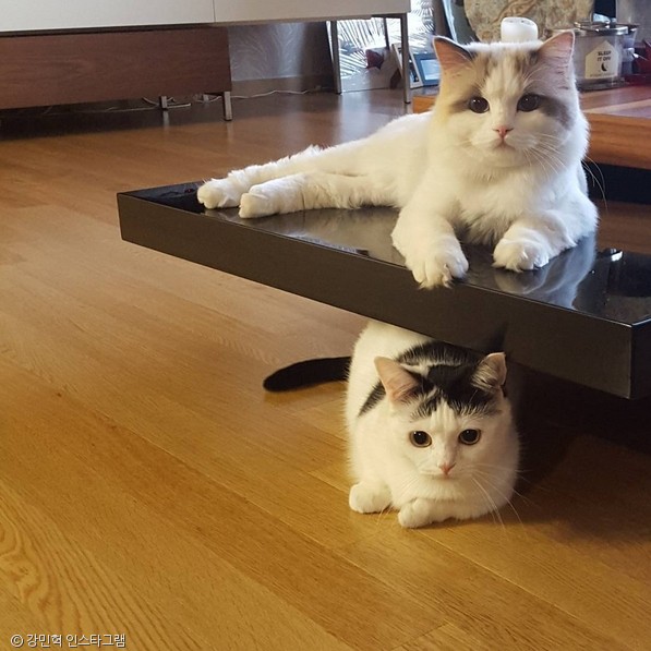 노트펫