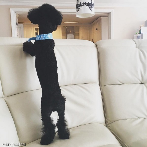 노트펫