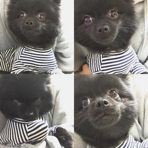 노트펫