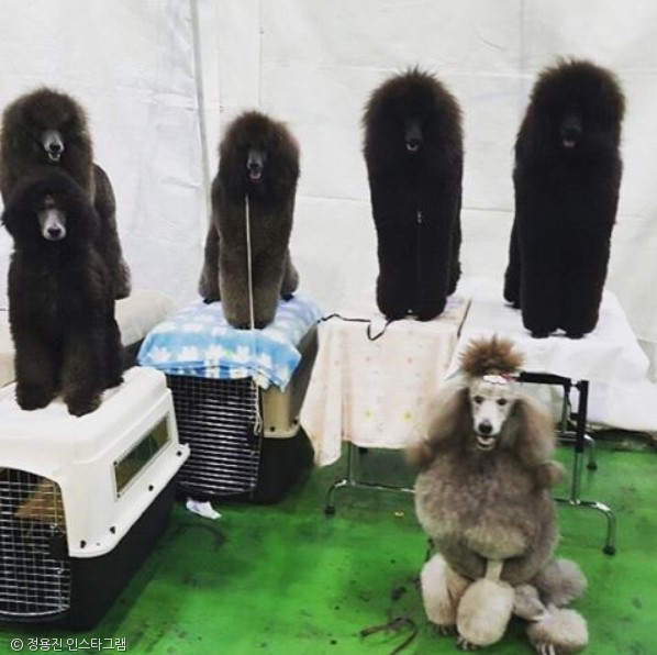 노트펫