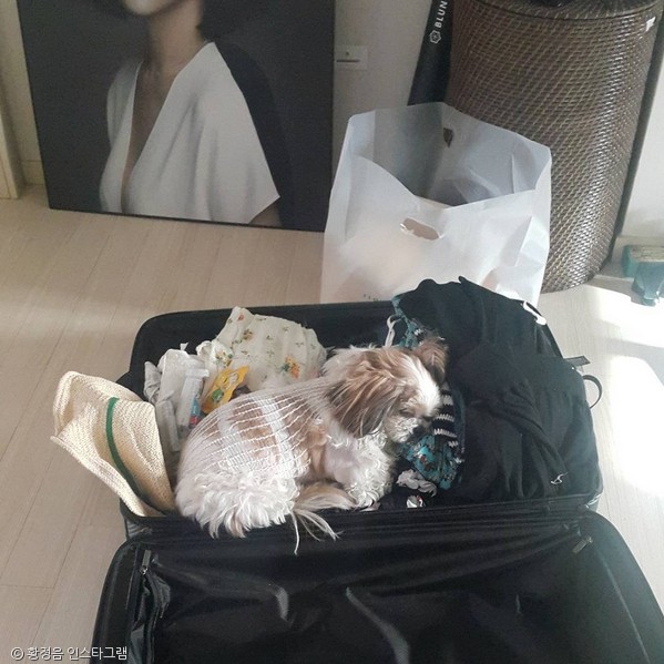 노트펫