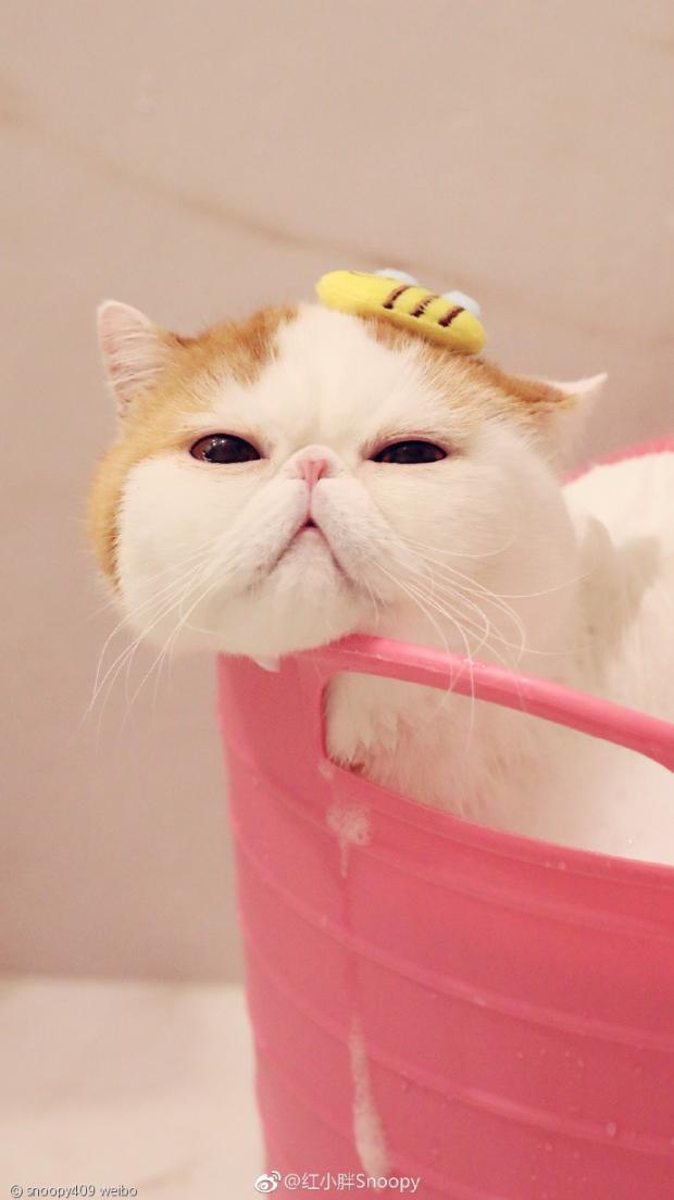 스누피 이미지