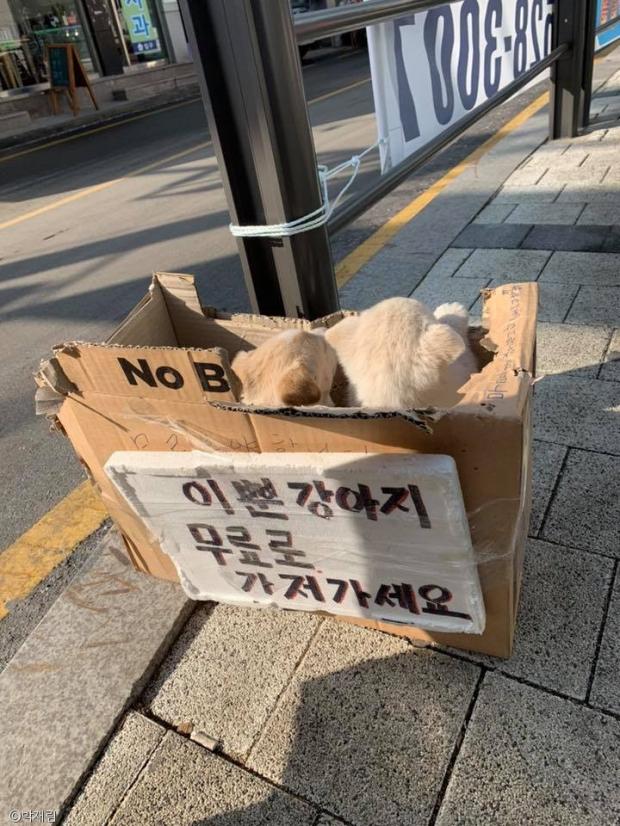 무료분양' 상자에 담겨 유기된 강아지들