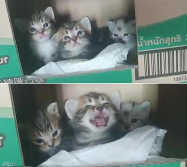 퇴근한 할아버지 보고 힘차게 우는 새끼 고양이