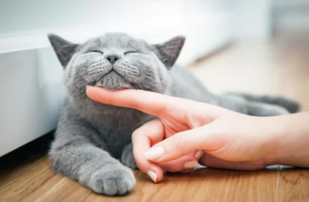 고양이 스트레스 증상 원인부터 알아보도록 해요! 고양이 스트레스 증상 원인부터 알아보도록 해요!
